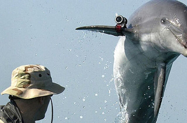 JAV armijos delfinai Juodkalnijoje ieškos sprogmenų