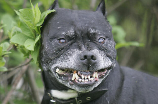 Kaimo reikalų komitetas  - prieš šunų laikymo daugiabučiuose sąlygų griežtinimą