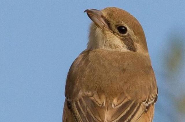 Kuršių neriją aplankė retas paukštis