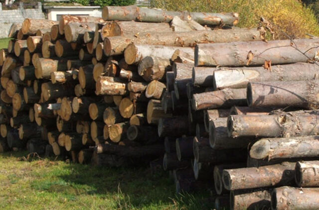 Kuršių nerijoje prekiaujama pigiausia mediena