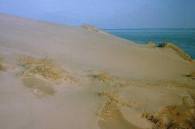 Kuršių nerijoje šalinamos pušys