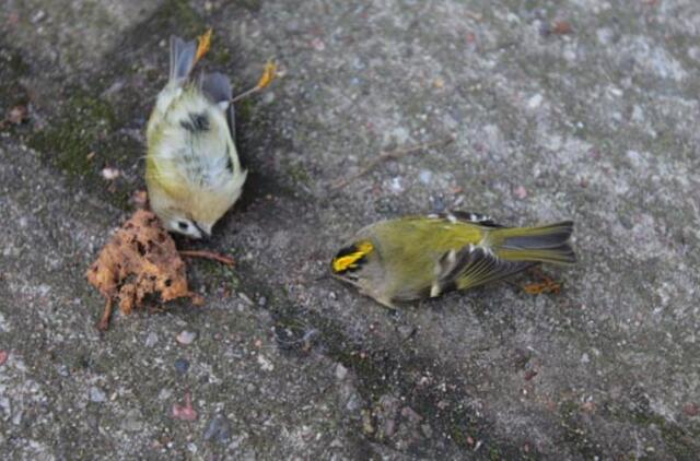 Langų atspindžiai toliau žudo migruojančius paukščius