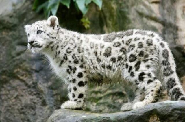 Mielos gyvūnų jauniklių nuotraukos didina darbo produktyvumą