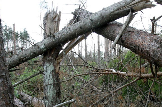 Siūlo stabdyti valstybinių miškų pardavimus