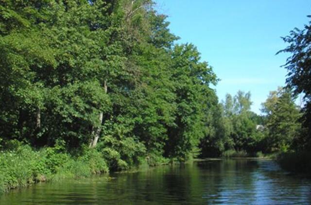 Stojo mūru prieš pakrantės medžių kirtimą