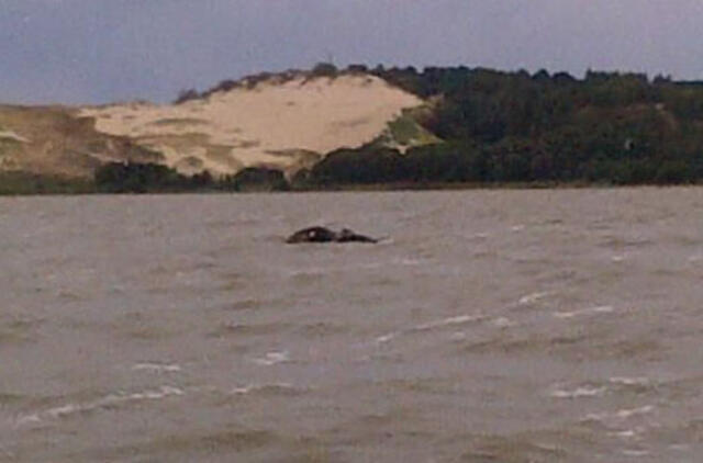 51-ąjį gimtadienį pasitinkanti Neringa prisimena savo pradžią