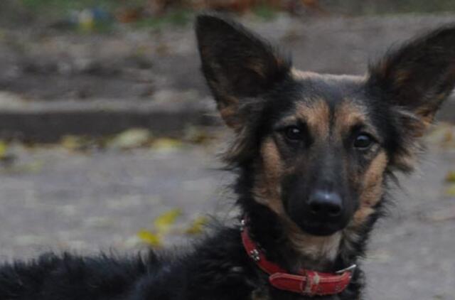 "Būk mano draugas". Hesė