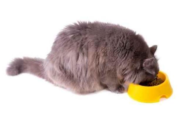 Kačių nutukimas ir antsvoris – kas gresia jūsų augintinėms