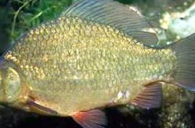 Klaipėdos žvejų laimikis - sidabrašoniai karosai