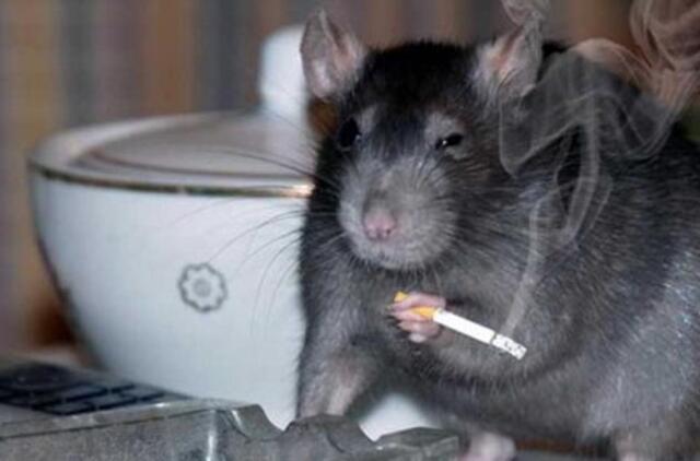 Niujorkiečiai baiminasi žiurkių antplūdžio