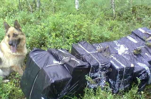 Pasieniečių aviganė susekė medyje pasislėpusį kontrabandininką