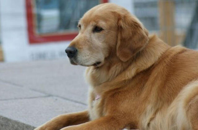 Per uraganą Sandy pasimetęs audros bendravardis šuo sugrąžintas šeimininkams