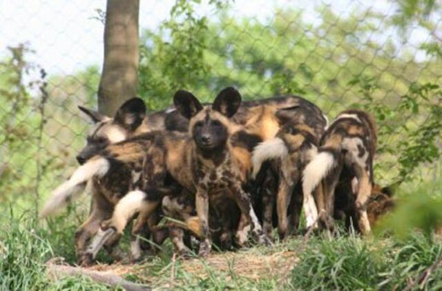 Pitsburgo zoologijos sode laukiniai šunys sudraskė mažą berniuką