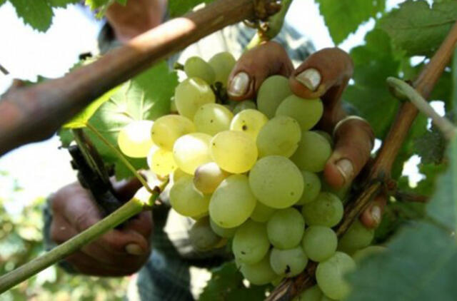 Šampano derlius – prasčiausias per 40 metų