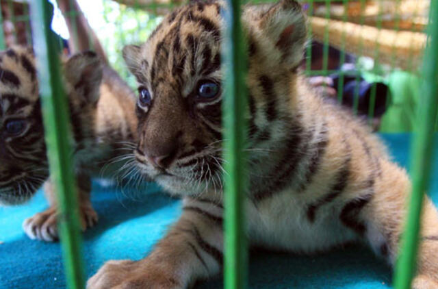 Sumatroje tigrė atsivedė tris tigriukus