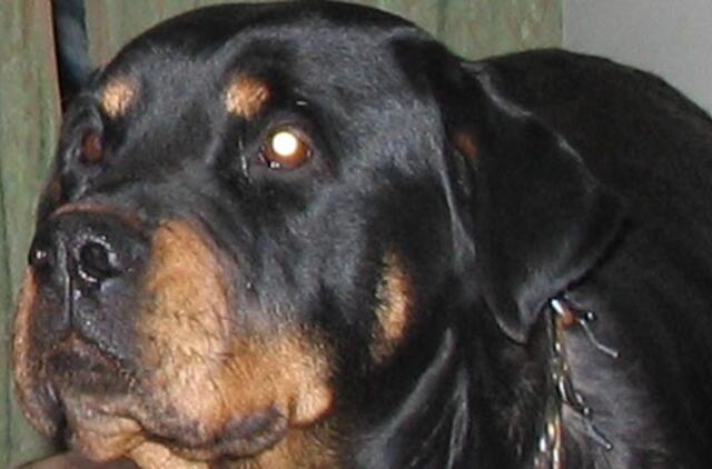 Šunys be antsnukio gąsdina vaikus