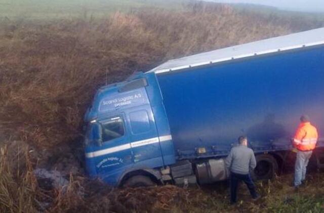 Vilkikas purvyne mirko beveik 2 paras