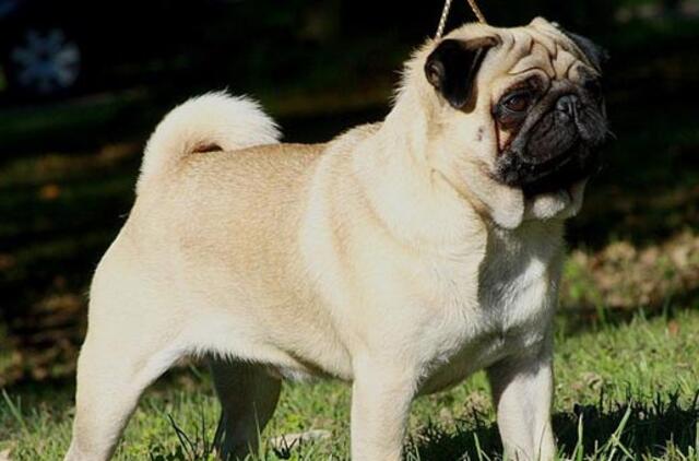 Kieno vieta ne prie būdos?