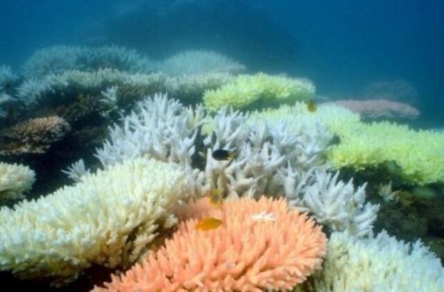 Kinija per 30 metų beveik visus koralinius rifus