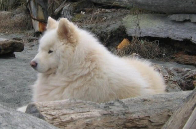 Kinijos gyventojas giriasi auginantis šunį matematiką