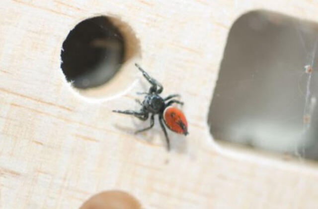 Nugaišo kosmose pabuvojusi „voronautė“