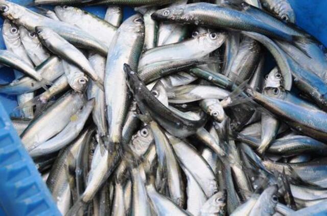 Žuvies pardavėjai Klaipėdoje trina rankomis