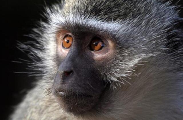 Beždžionės užpuolė kaimą Rytų Indonezijoje