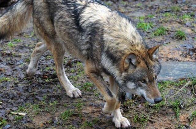 Dėl vilkų antplūdžio Rusijos rytuose paskelbta nepaprastoji padėtis