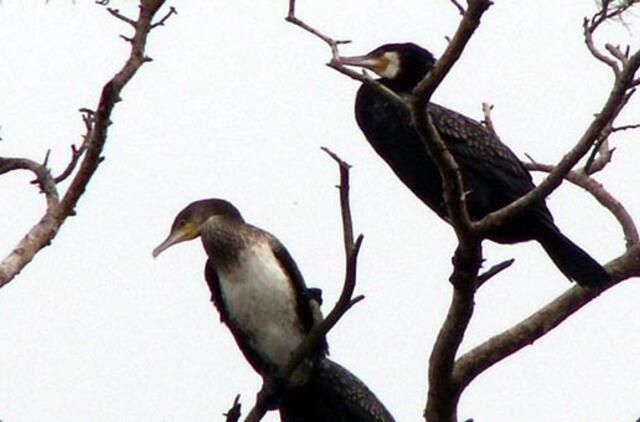 Didieji kormoranai – per daug demonizuoti paukščiai