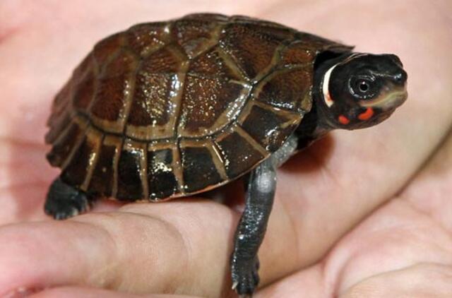 Dingęs vėžlys 30 metų išgyveno užrakintame sandėliuke