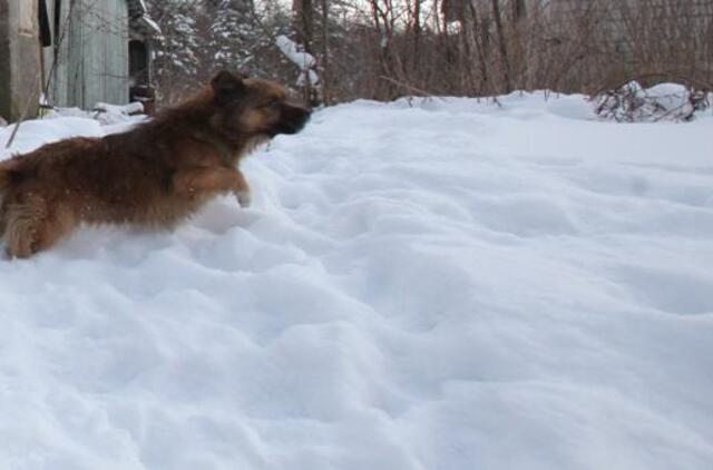 Klaipėdos ketvirtadienis, sausio 24-oji