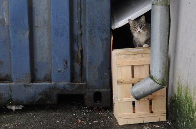 Klaipėdos ketvirtadienis, sausio 3-ioji