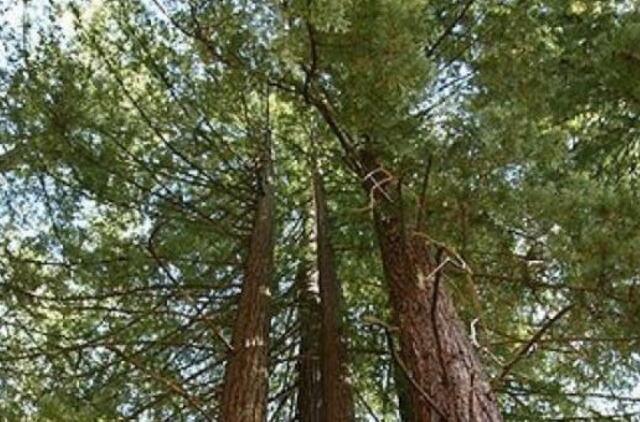 Kodėl medžiai neauga aukštesni nei 100 metrų?