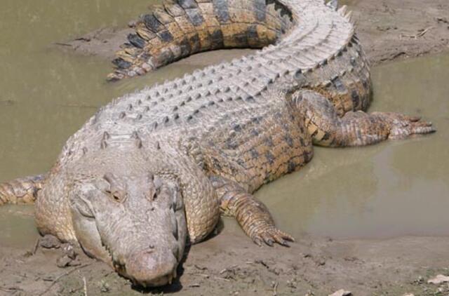 PAR per potvynį iš fermos paspruko tūkstančiai krokodilų