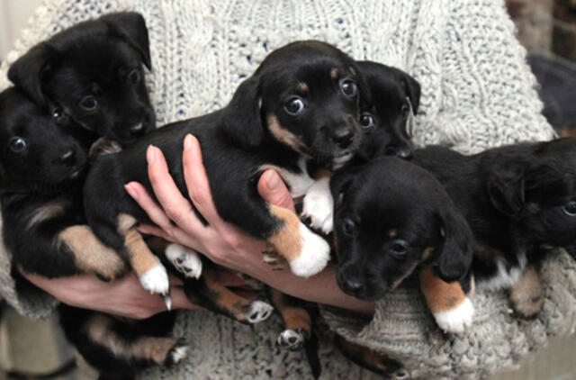 "Būk mano draugas". Šešetukas