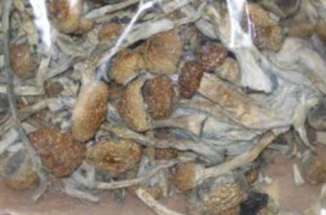 Į įstatymo leidėjų akiratį pateko ir narkotinių medžiagų turintys grybai