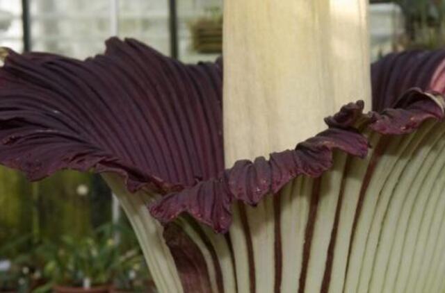 Kaune pražydo lavongėlės