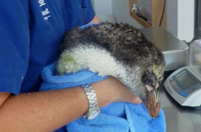 Nugaišo pingvinas, sukoręs 2 tūkstančius kilometrų