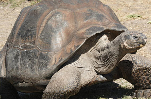 Romantiška muzika nepaskatino vėžlių poruotis