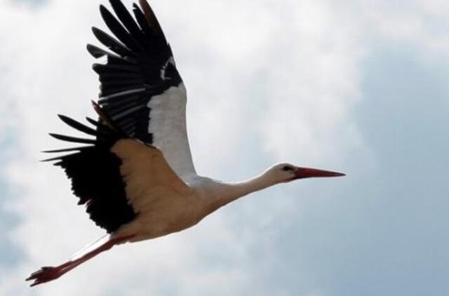 Skrydžiui iš Afrikos į namus jau pakilo gandrai