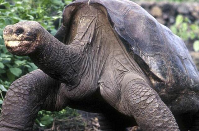 Sužalotam vėžliui Japonijoje pritaikyti protezai