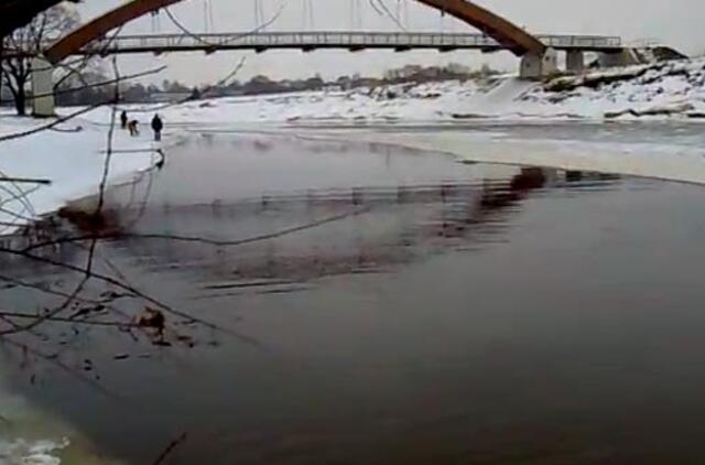 Vos spėjo nušokti nuo atskilusios ledo lyties