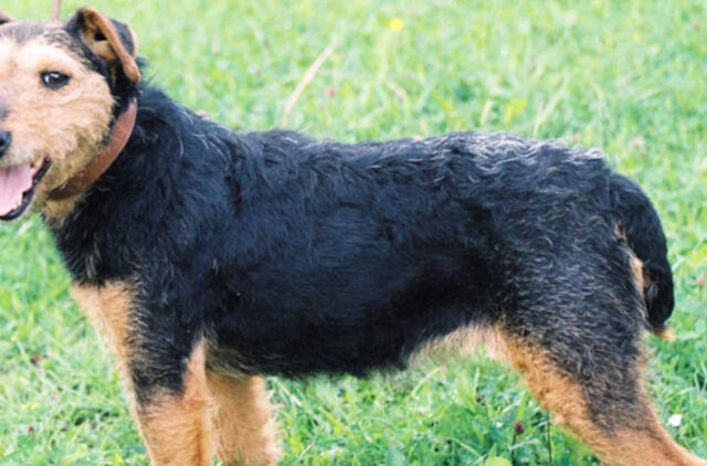 Geriausio žmogaus draugo gyvybę atėmusių brolių laukia bausmė