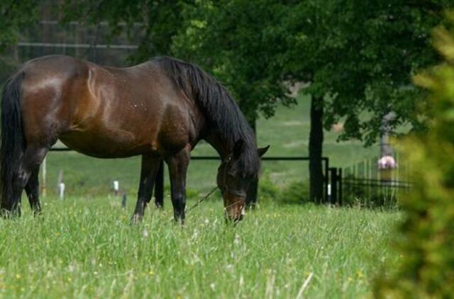 Jautienos klastojimo skandalas jau apėmė 21 ES valstybę