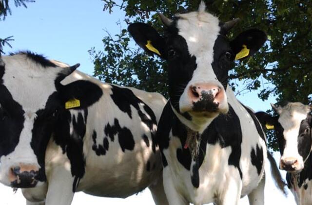 Karvės - meteorologės