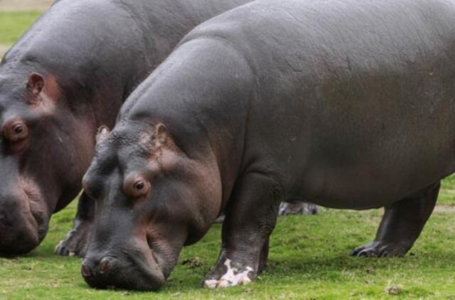 Kas yra raudonas begemotų "prakaitas"?