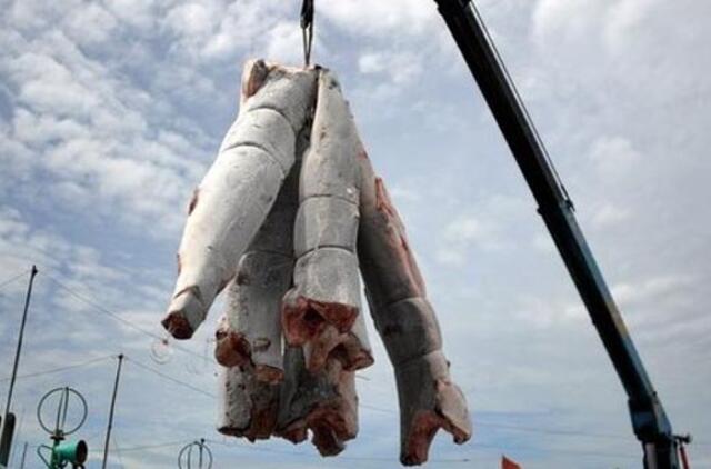 Kasmet pasaulyje dėl pelekų sumedžiojama 100 milijonų ryklių