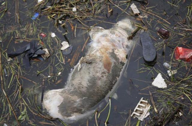 Kinijoje iš upės ištraukti beveik 6 tūkstančiai kiaulių gaišenų