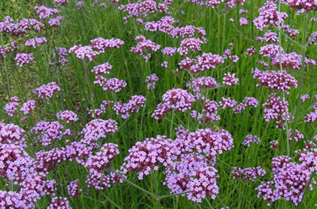 Kovas: sodas bunda po žiemos