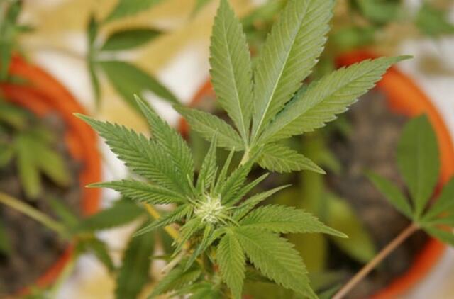 Sulaikyti šeši kvaišalų platintojai, trys iš jų - paaugliai